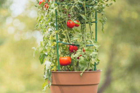 Growing Tomatoes: How to Plant and Care for Tomatoes | The Home Depot ...